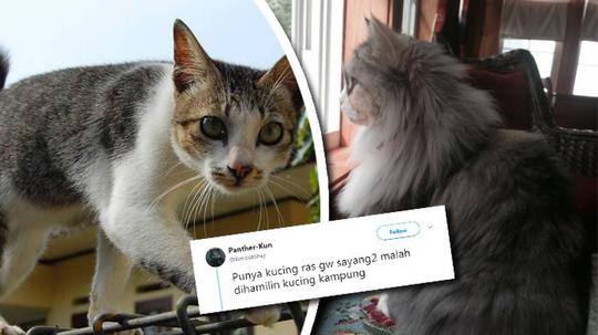 Detail Kucing Kampung Kaskus Nomer 25