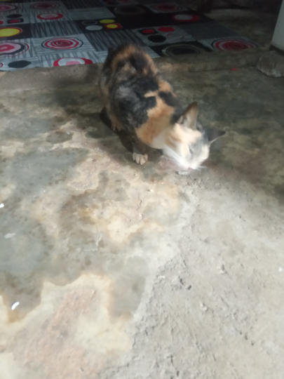 Detail Kucing Kampung Kaskus Nomer 28