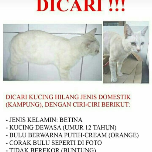 Detail Kucing Kampung Kaskus Nomer 37