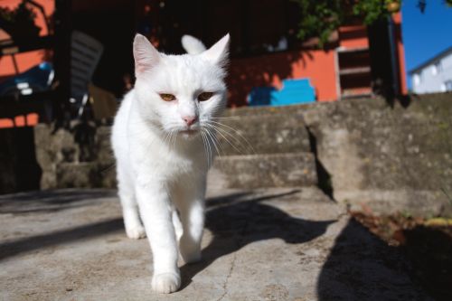 Kucing Kampung Putih Polos - KibrisPDR