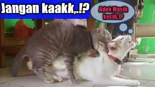 Detail Kucing Kawin Lucu Nomer 16