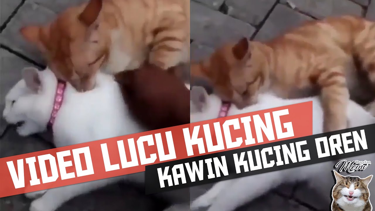 Detail Kucing Kawin Lucu Nomer 20