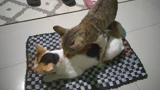 Detail Kucing Kawin Lucu Nomer 45