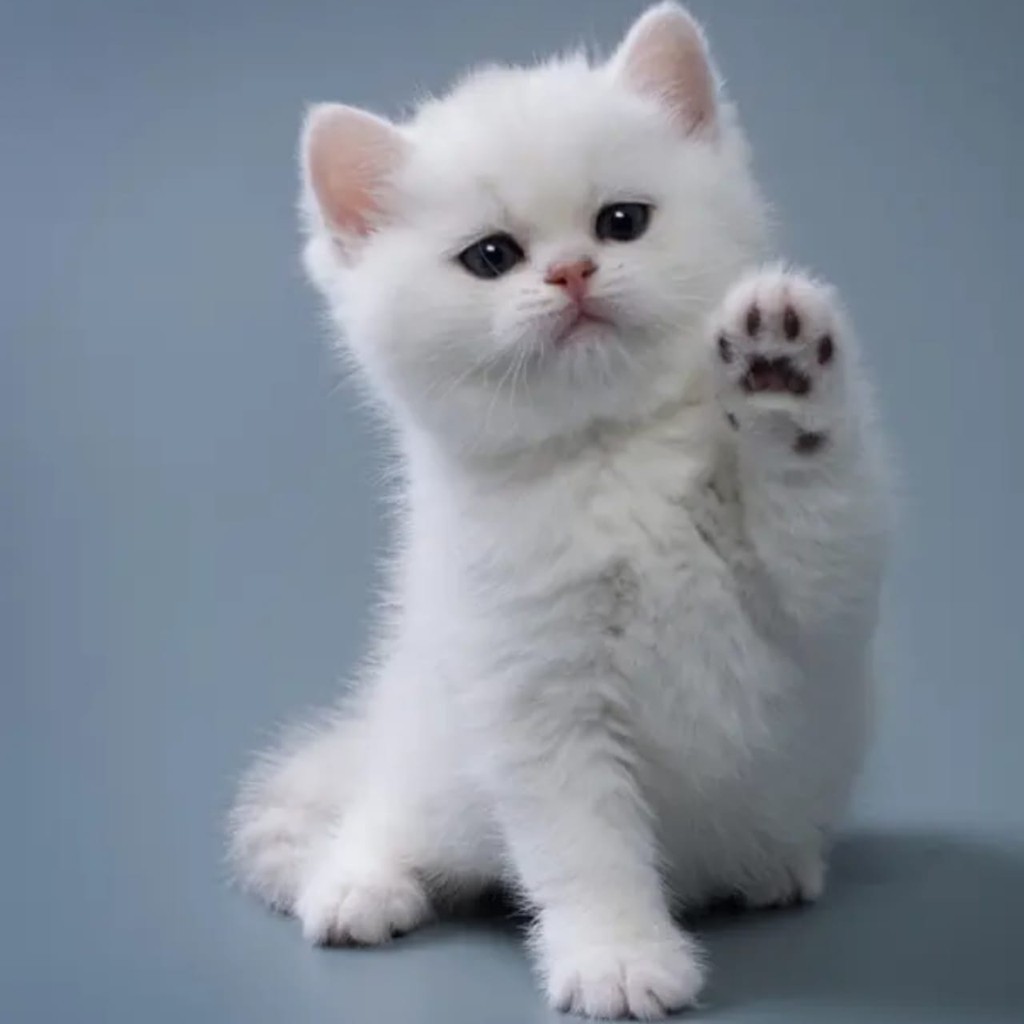 Kucing Kecil Lucu - KibrisPDR