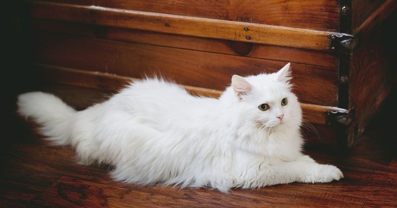 Detail Kucing Kucing Persia Nomer 18