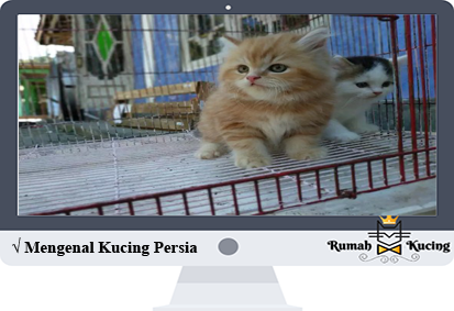 Detail Kucing Kucing Persia Nomer 28