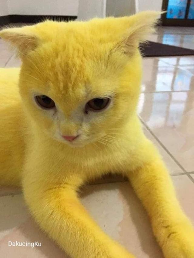 Kucing Kuning Lucu - KibrisPDR