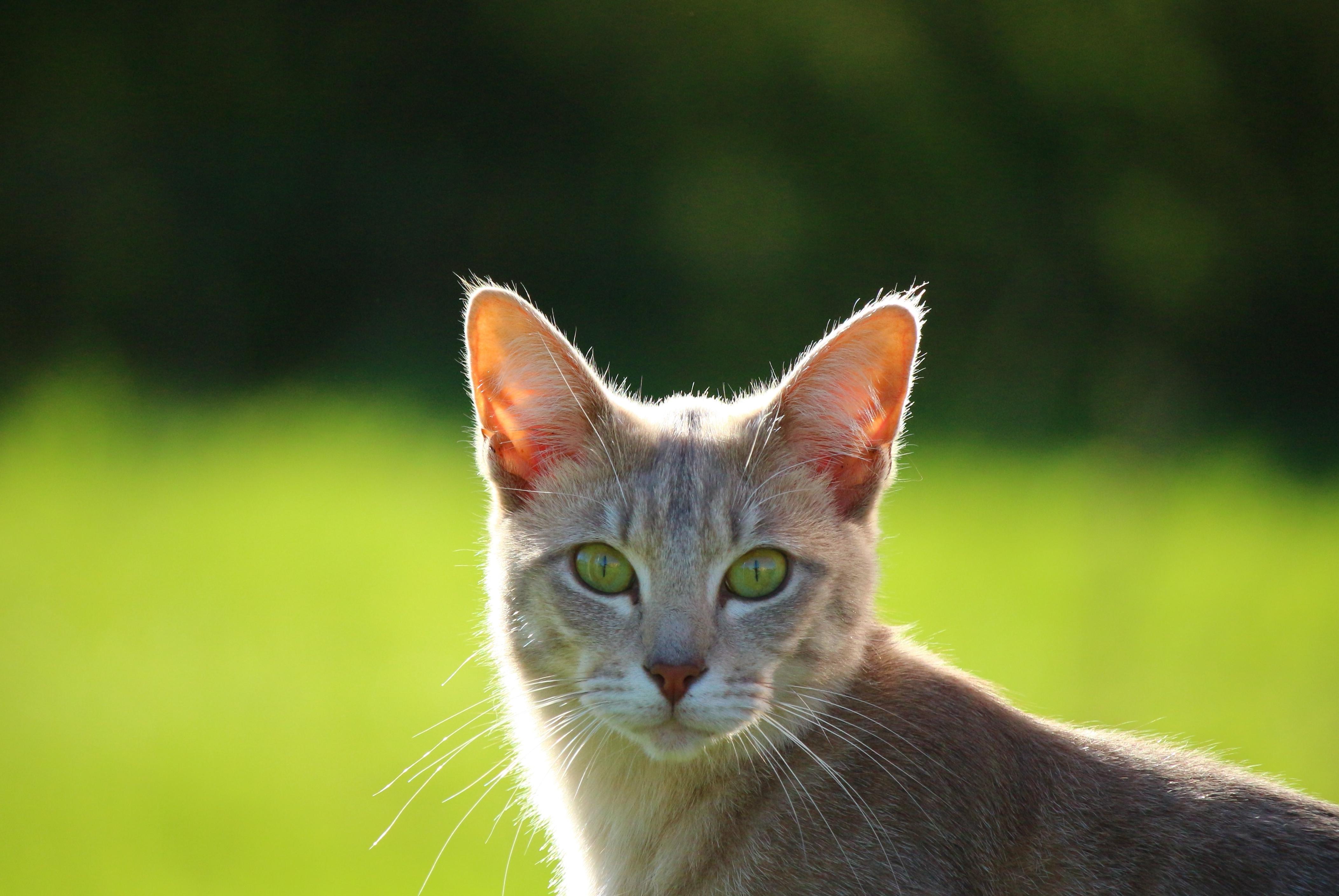 Detail Kucing Kuning Lucu Nomer 38