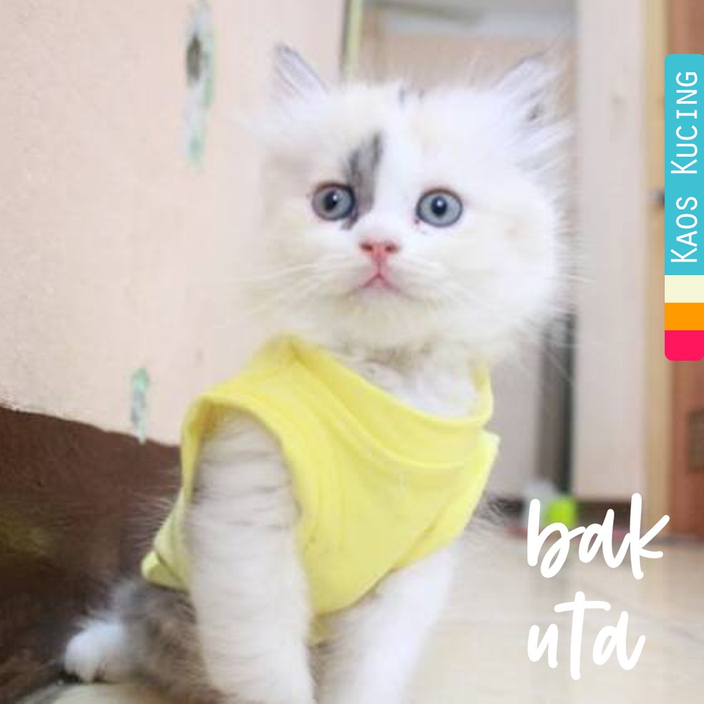 Detail Kucing Kuning Lucu Nomer 39