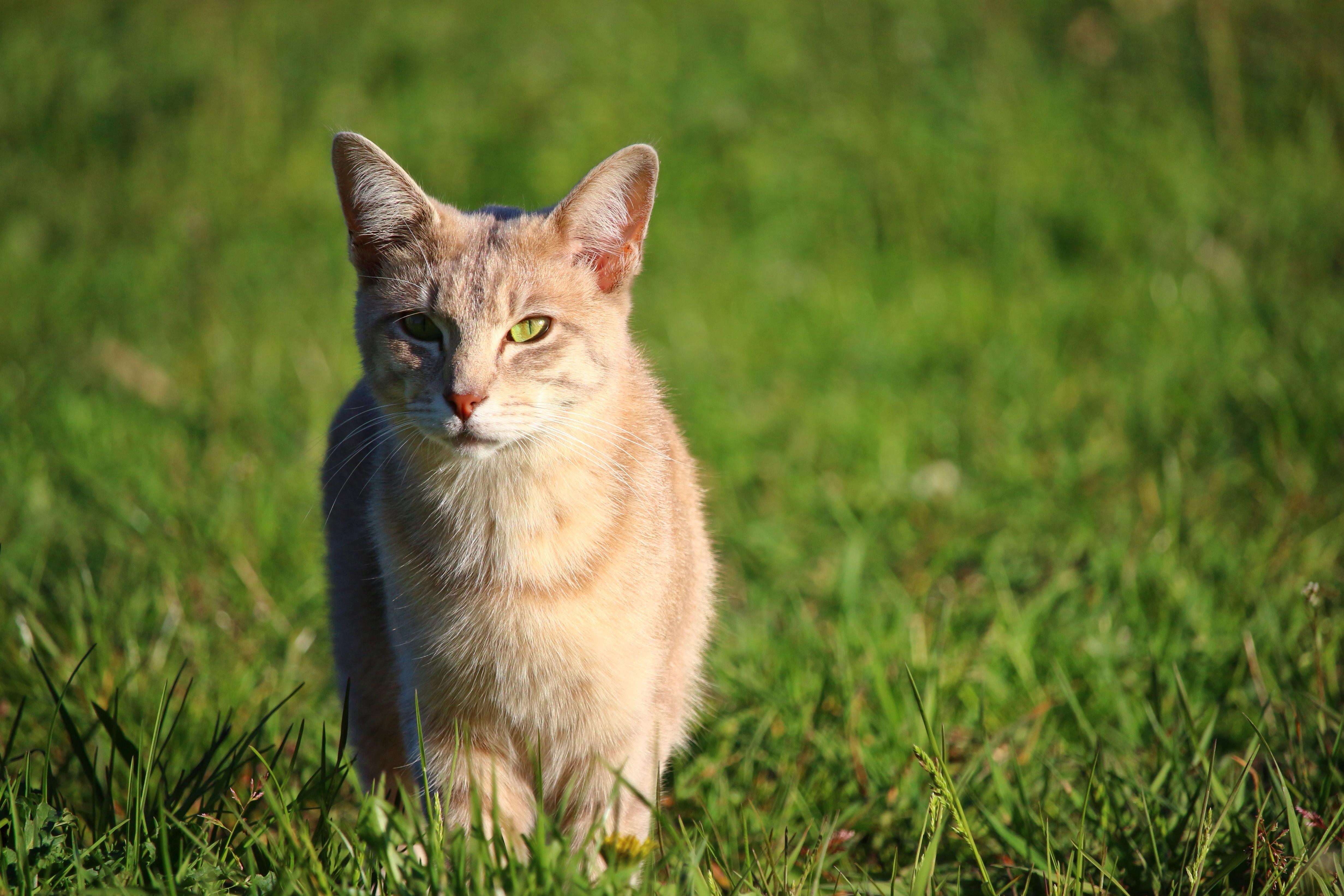 Detail Kucing Kuning Lucu Nomer 45