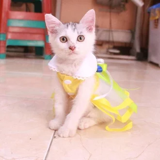 Detail Kucing Kuning Lucu Nomer 54