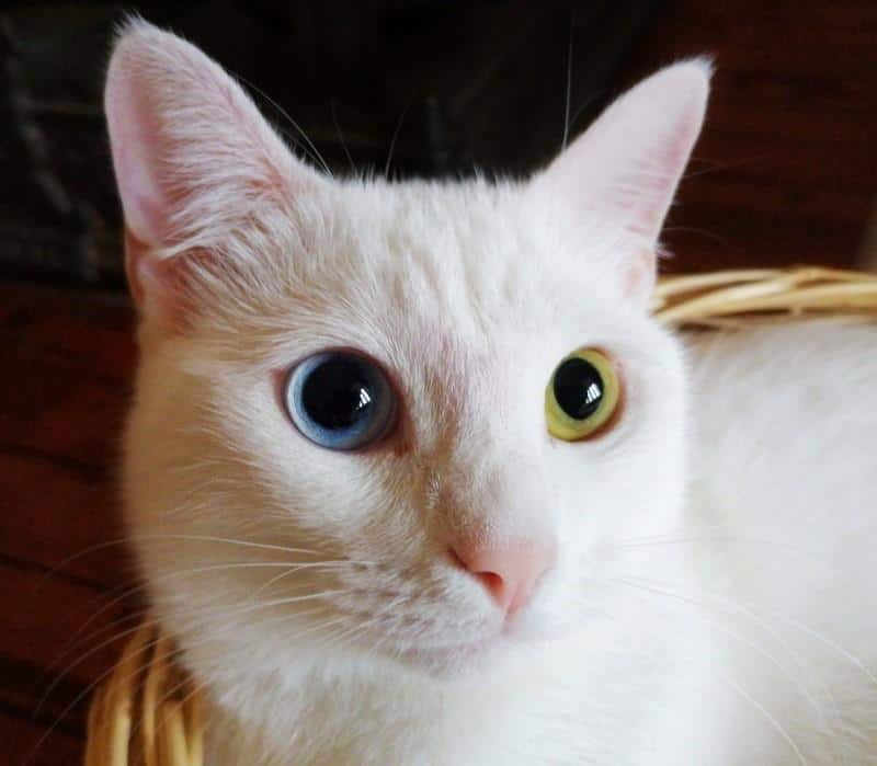 Detail Kucing Kuning Putih Nomer 30