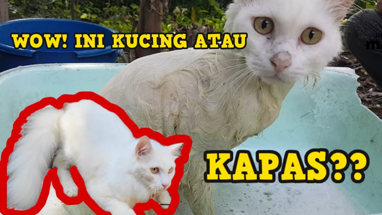 Detail Kucing Kuning Putih Nomer 35