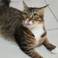 Detail Kucing Laki Laki 3 Warna Nomer 36