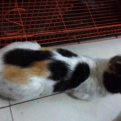 Detail Kucing Laki Laki 3 Warna Nomer 47