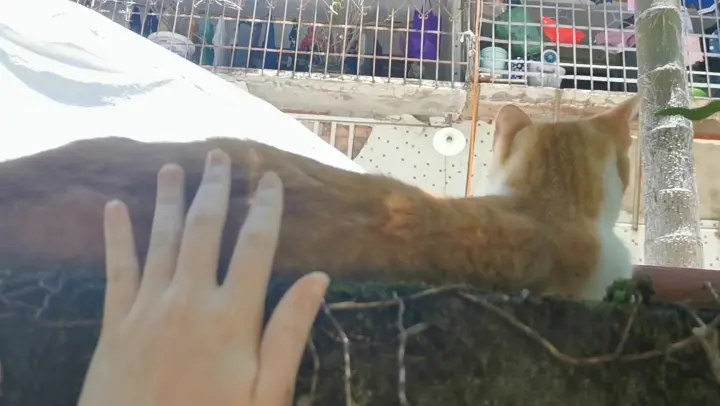Detail Kucing Liar Lucu Nomer 37