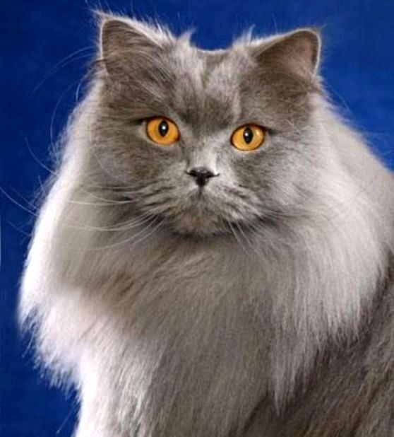 Kucing Long Hair - KibrisPDR