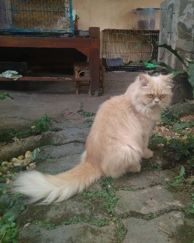 Detail Kucing Long Hair Nomer 31