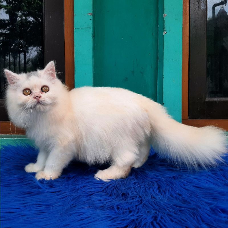 Detail Kucing Long Hair Nomer 6