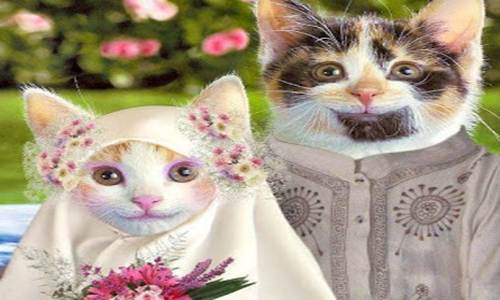 Detail Kucing Lucu Dan Imut Sedunia Nomer 34