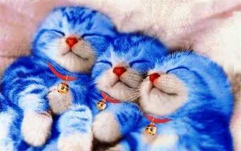 Detail Kucing Lucu Dan Imut Sedunia Nomer 46