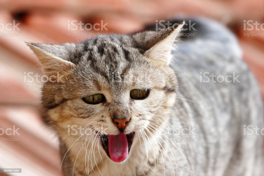 Detail Kucing Lucu Gambar Kucing Nomer 32