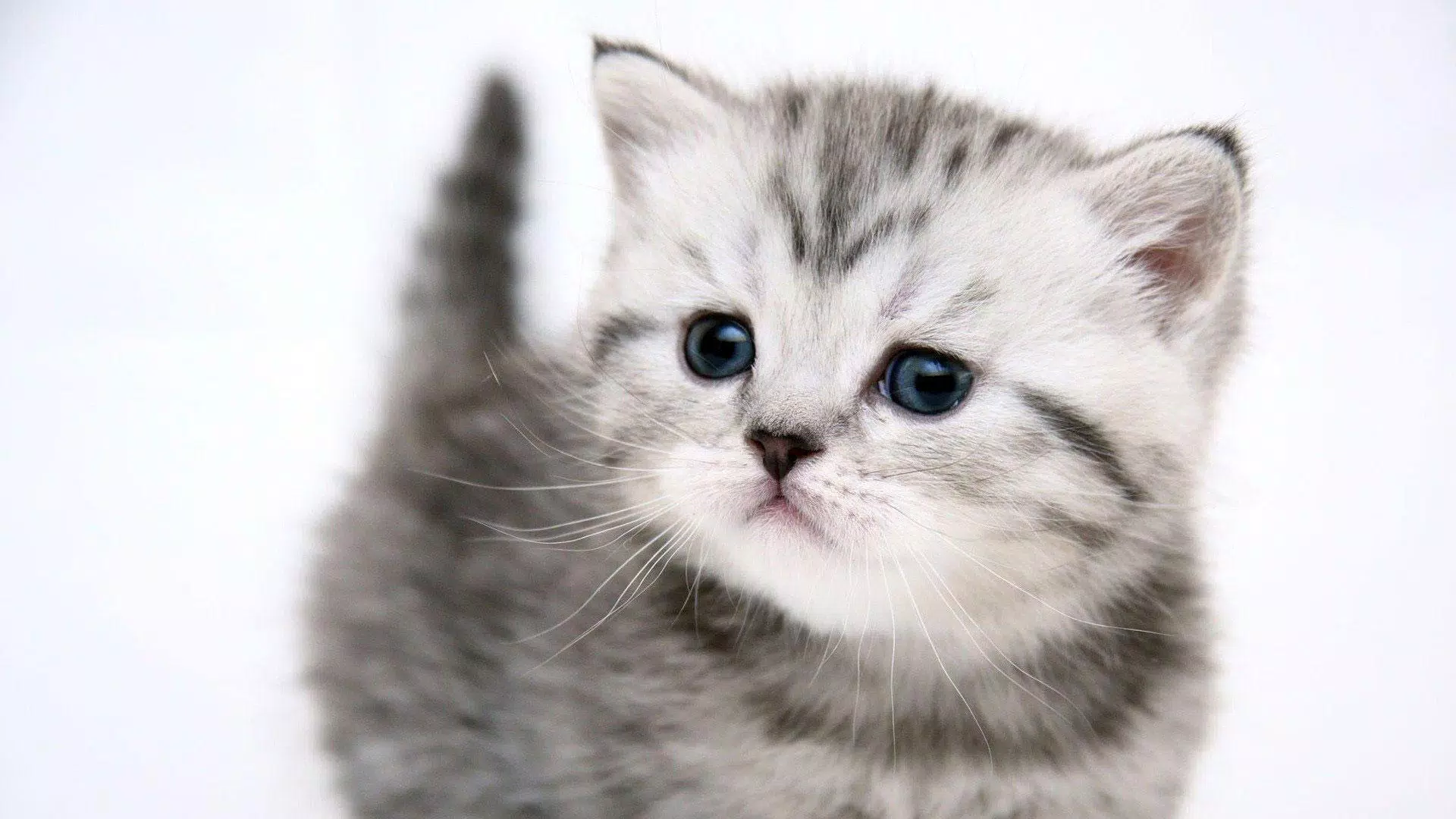 Detail Kucing Lucu Hd Nomer 27
