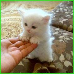 Detail Kucing Lucu Imut Gemes Nomer 3