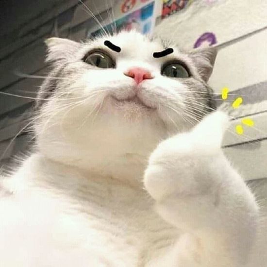 Kucing Lucu Meme - KibrisPDR