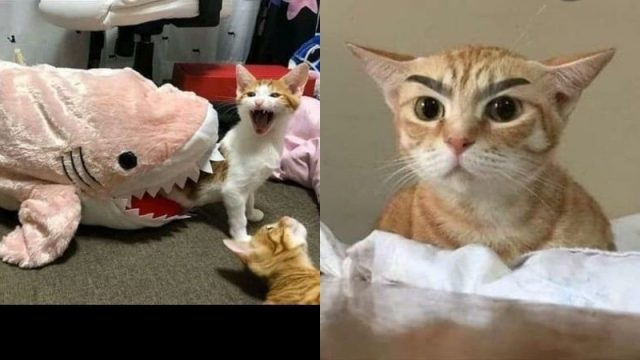 Detail Kucing Lucu Meme Nomer 50