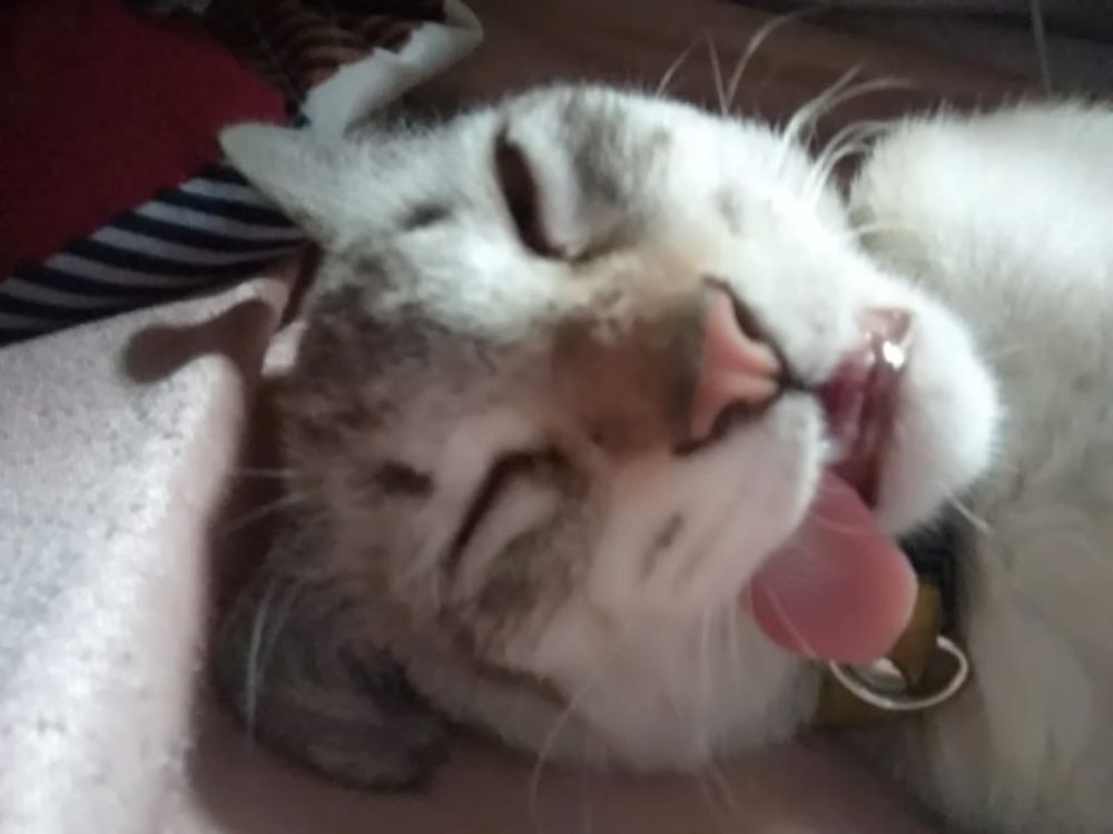 Detail Kucing Lucu Tidur Nomer 11