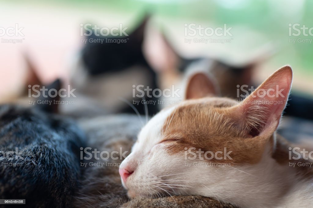 Detail Kucing Lucu Tidur Nomer 42