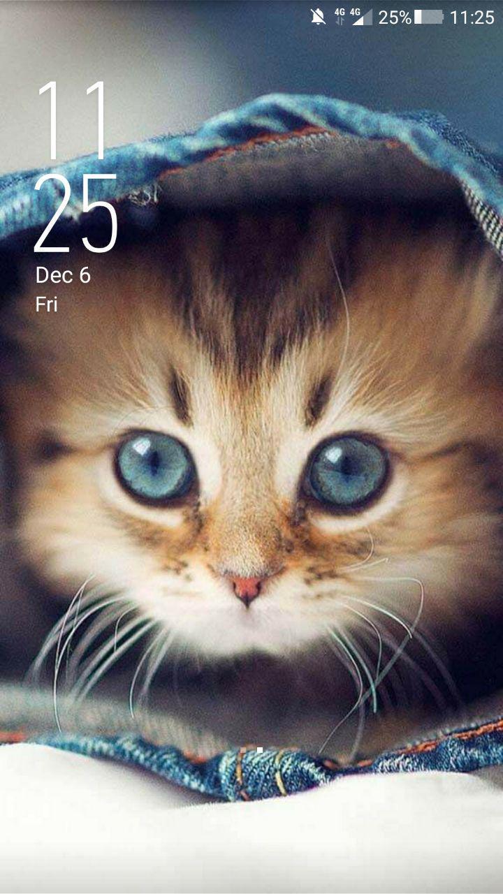 Detail Kucing Lucu Wallpaper Nomer 41