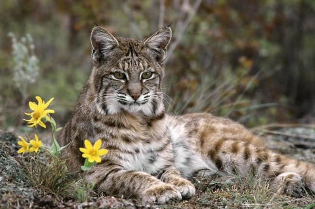 Kucing Lynx Iberia - KibrisPDR