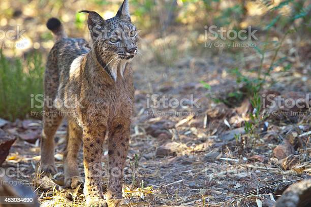 Detail Kucing Lynx Iberia Nomer 14