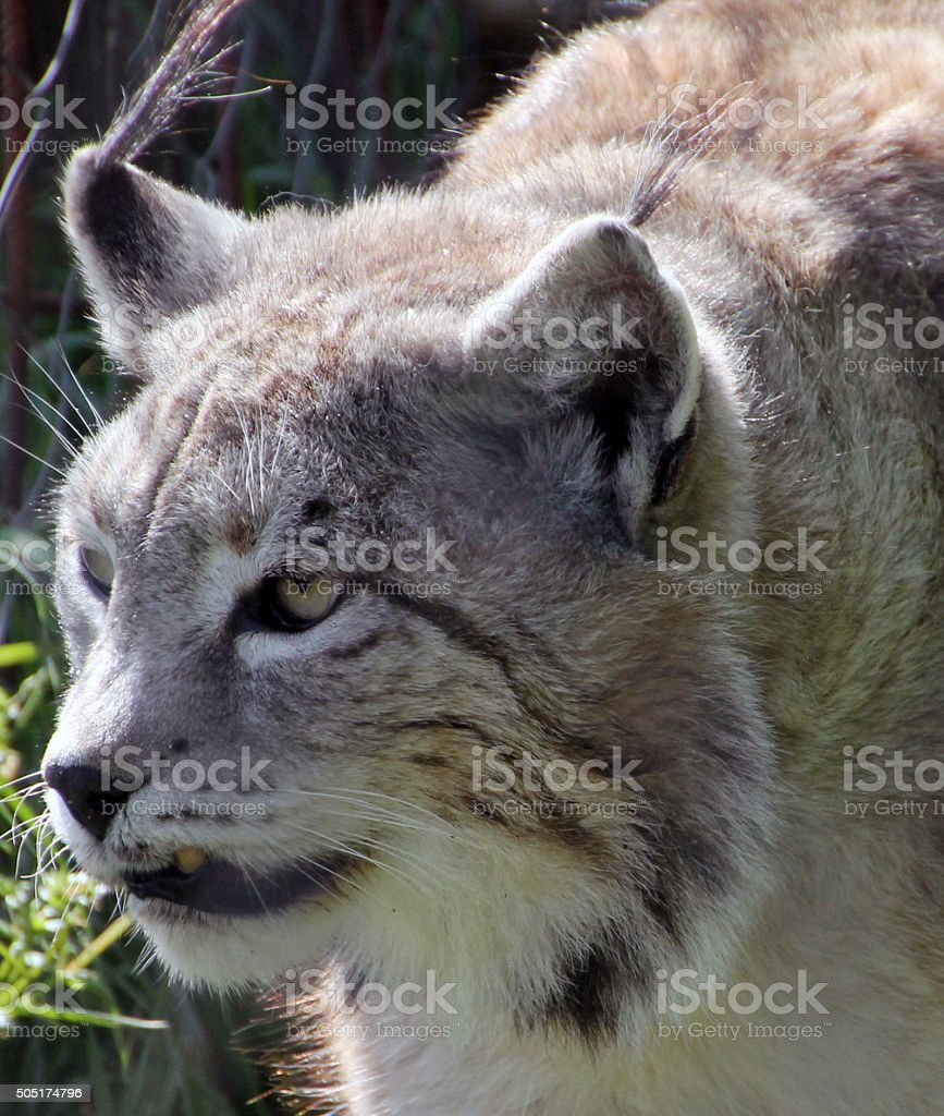 Detail Kucing Lynx Iberia Nomer 17