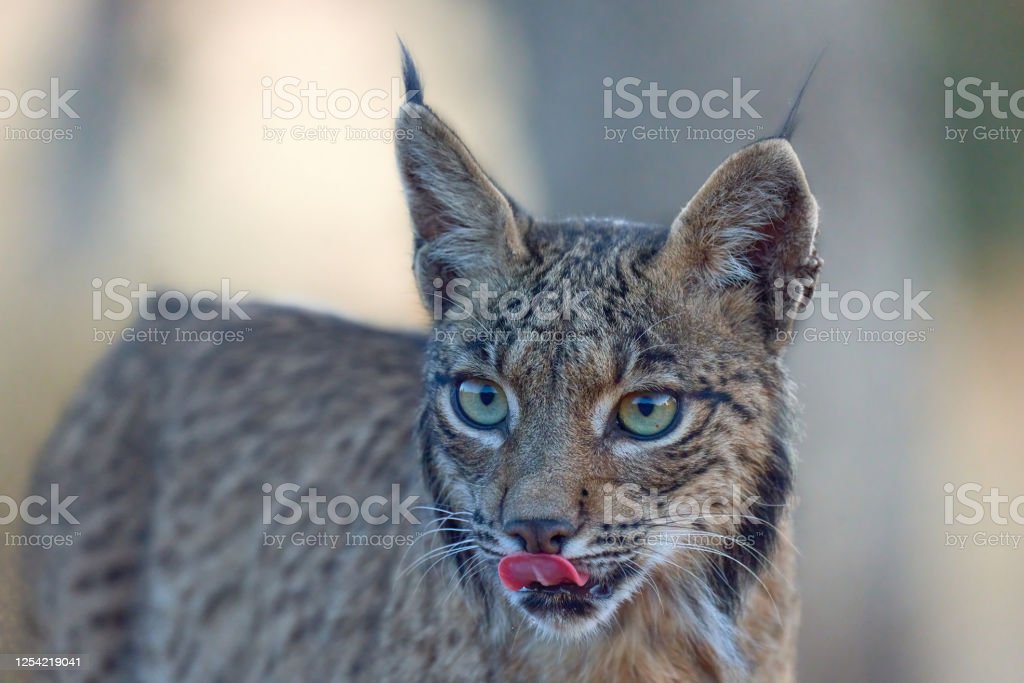Detail Kucing Lynx Iberia Nomer 24