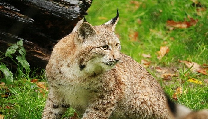 Detail Kucing Lynx Iberia Nomer 29