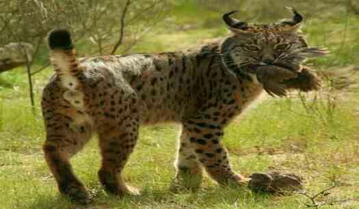 Detail Kucing Lynx Iberia Nomer 39
