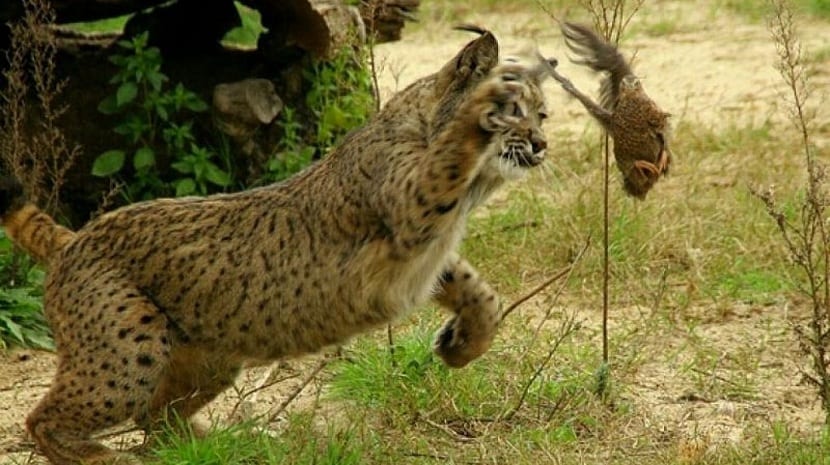 Detail Kucing Lynx Iberia Nomer 42