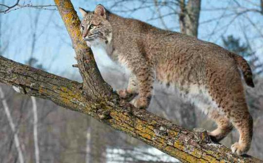 Detail Kucing Lynx Iberia Nomer 45