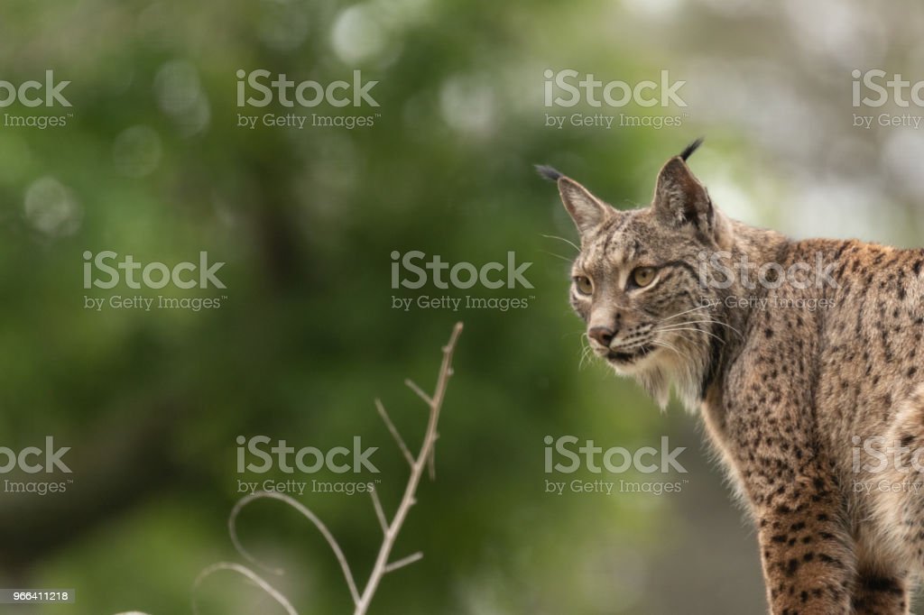 Detail Kucing Lynx Iberia Nomer 6