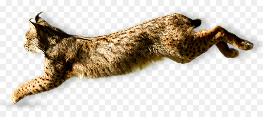 Detail Kucing Lynx Iberia Nomer 51