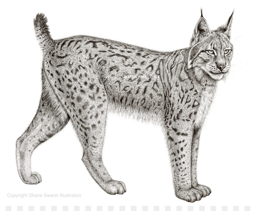 Detail Kucing Lynx Iberia Nomer 54