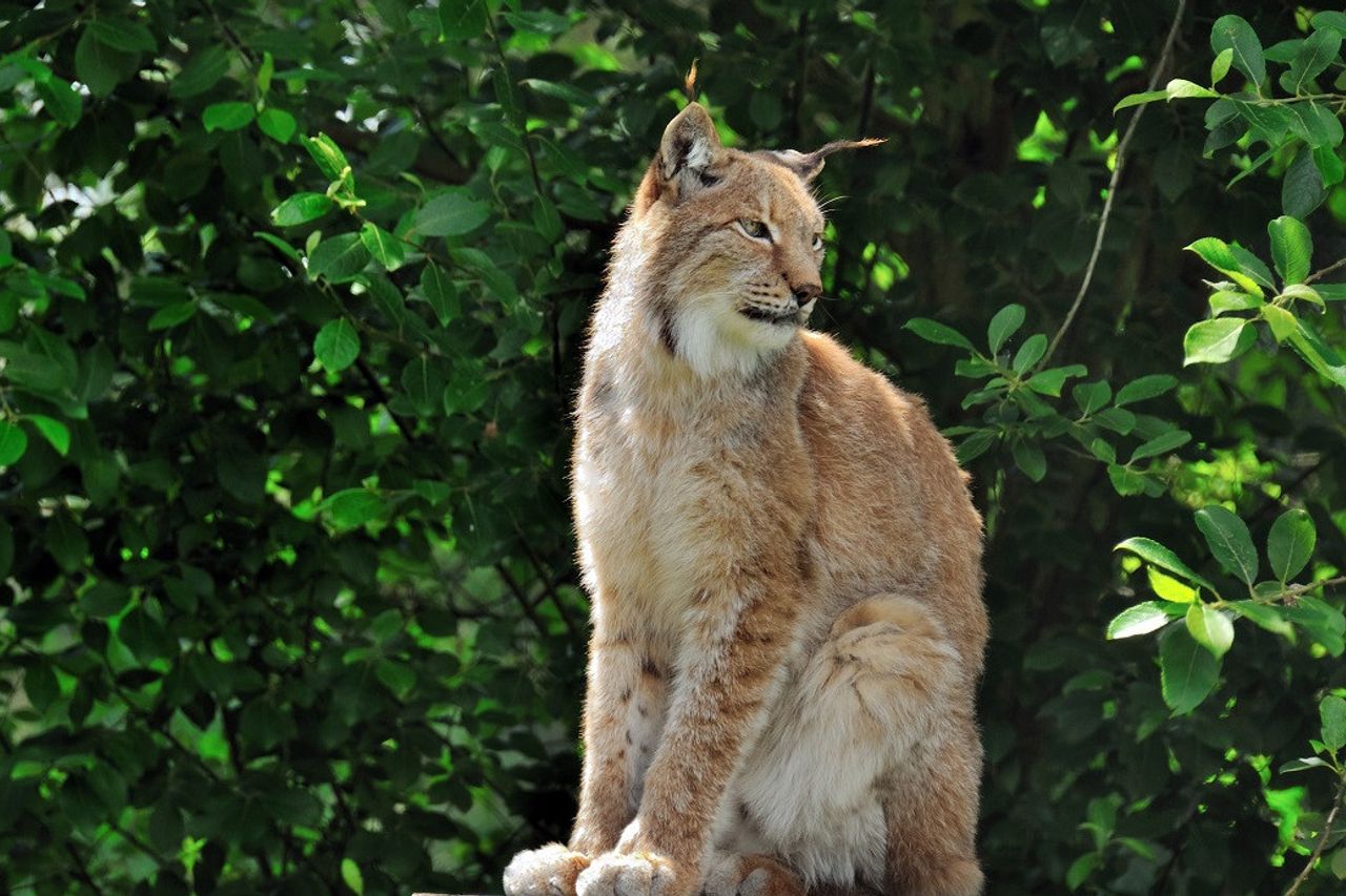 Detail Kucing Lynx Iberia Nomer 7