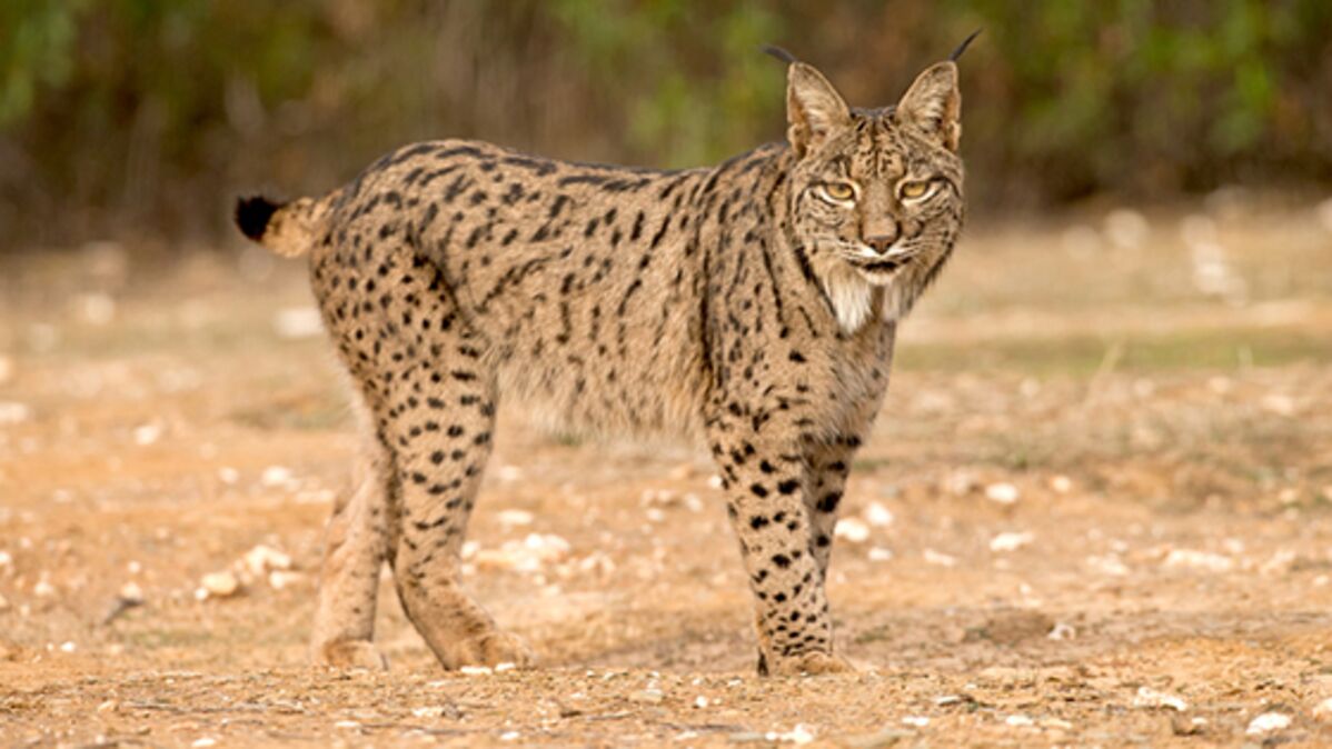 Detail Kucing Lynx Iberia Nomer 8