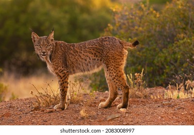 Detail Kucing Lynx Iberia Nomer 9