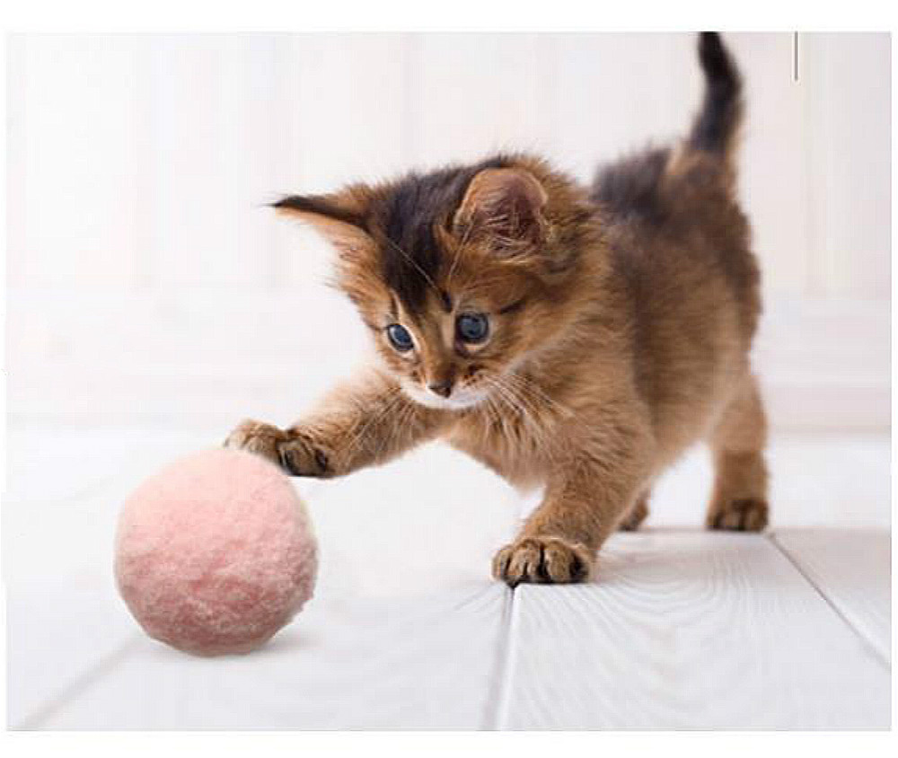 Download Kucing Main Bola Nomer 17