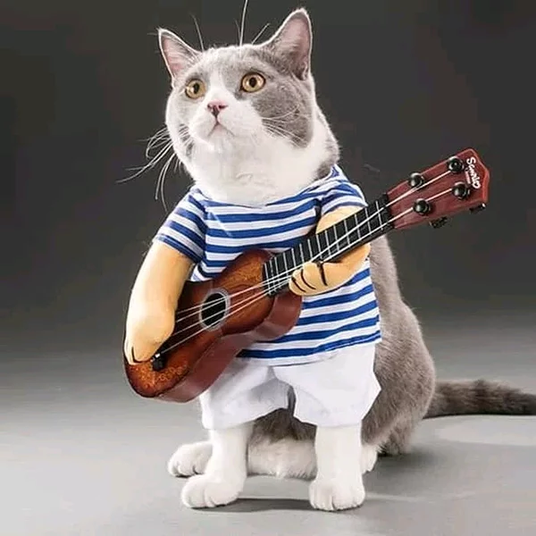 Detail Kucing Main Gitar Nomer 25