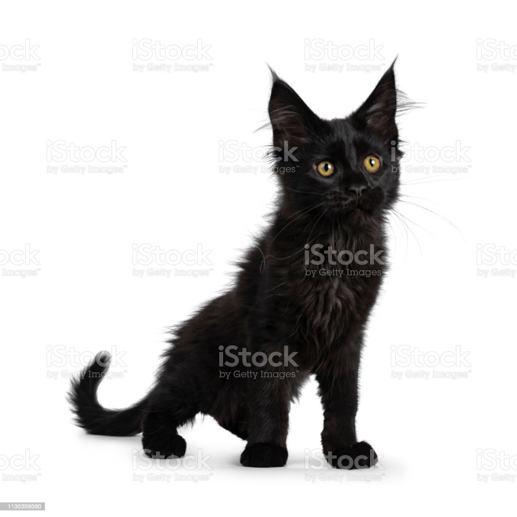 Detail Kucing Maine Coon Hitam Nomer 3